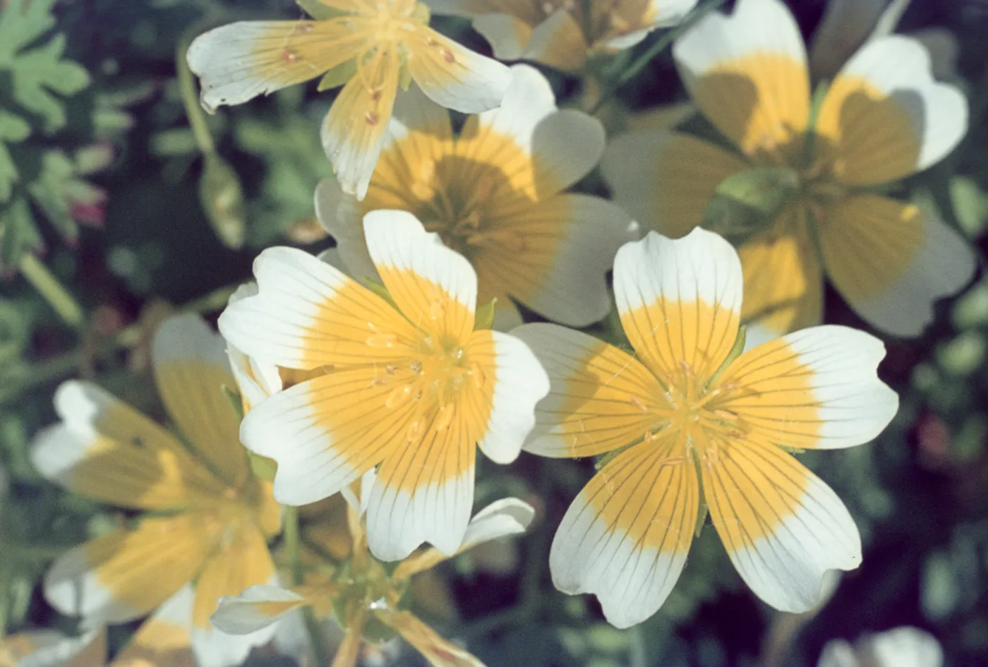 Limnanthes