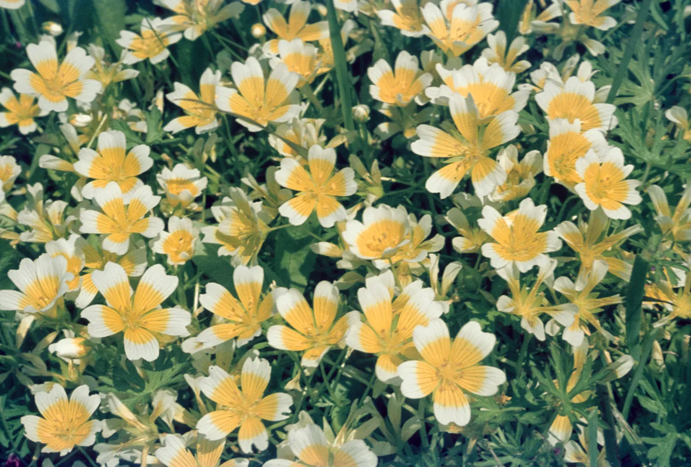Limnanthes