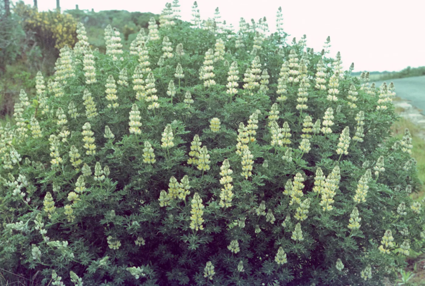 Lupinus arboreus