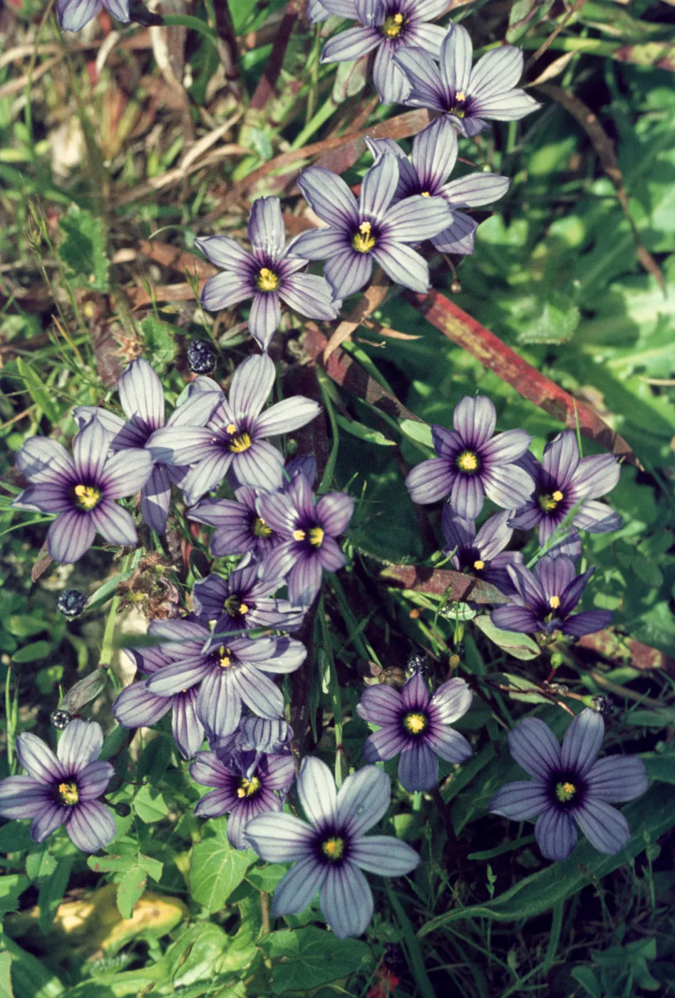 Sisyrinchium bellum