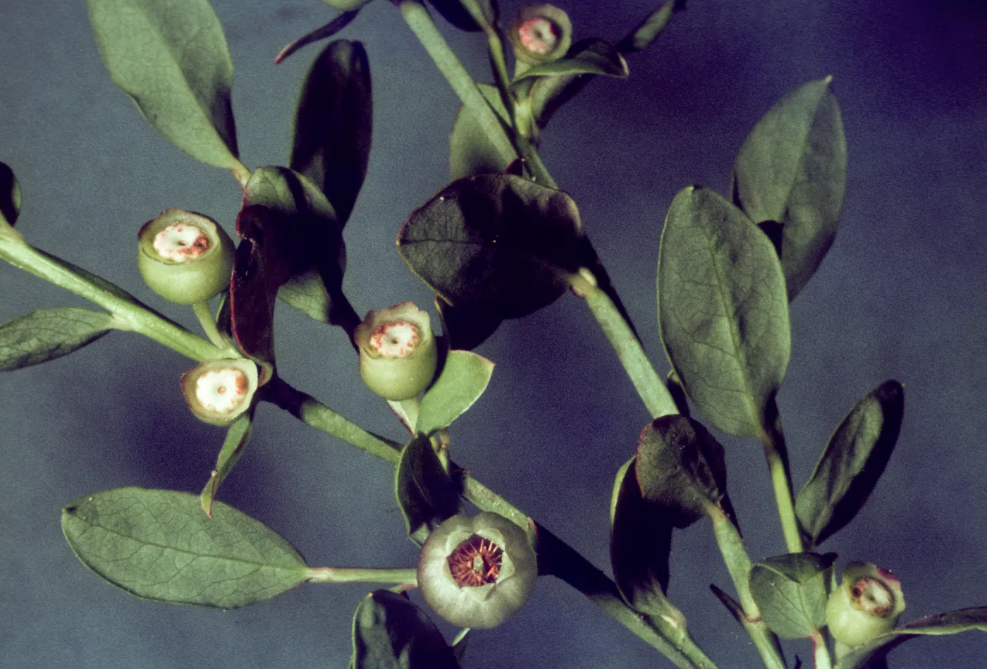 Vaccinium parvifolium