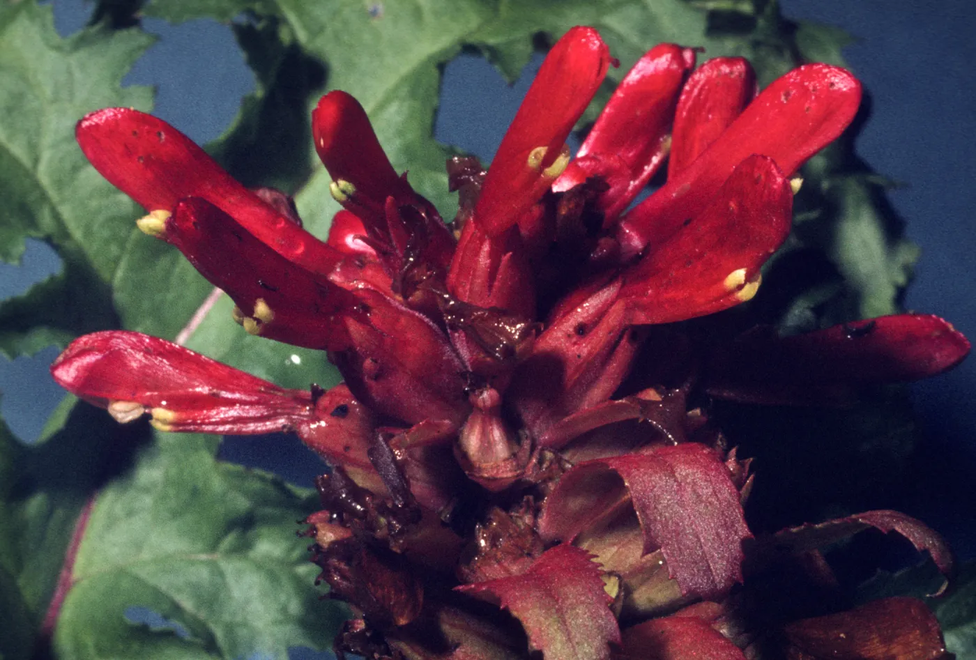 Pedicularis densiflora