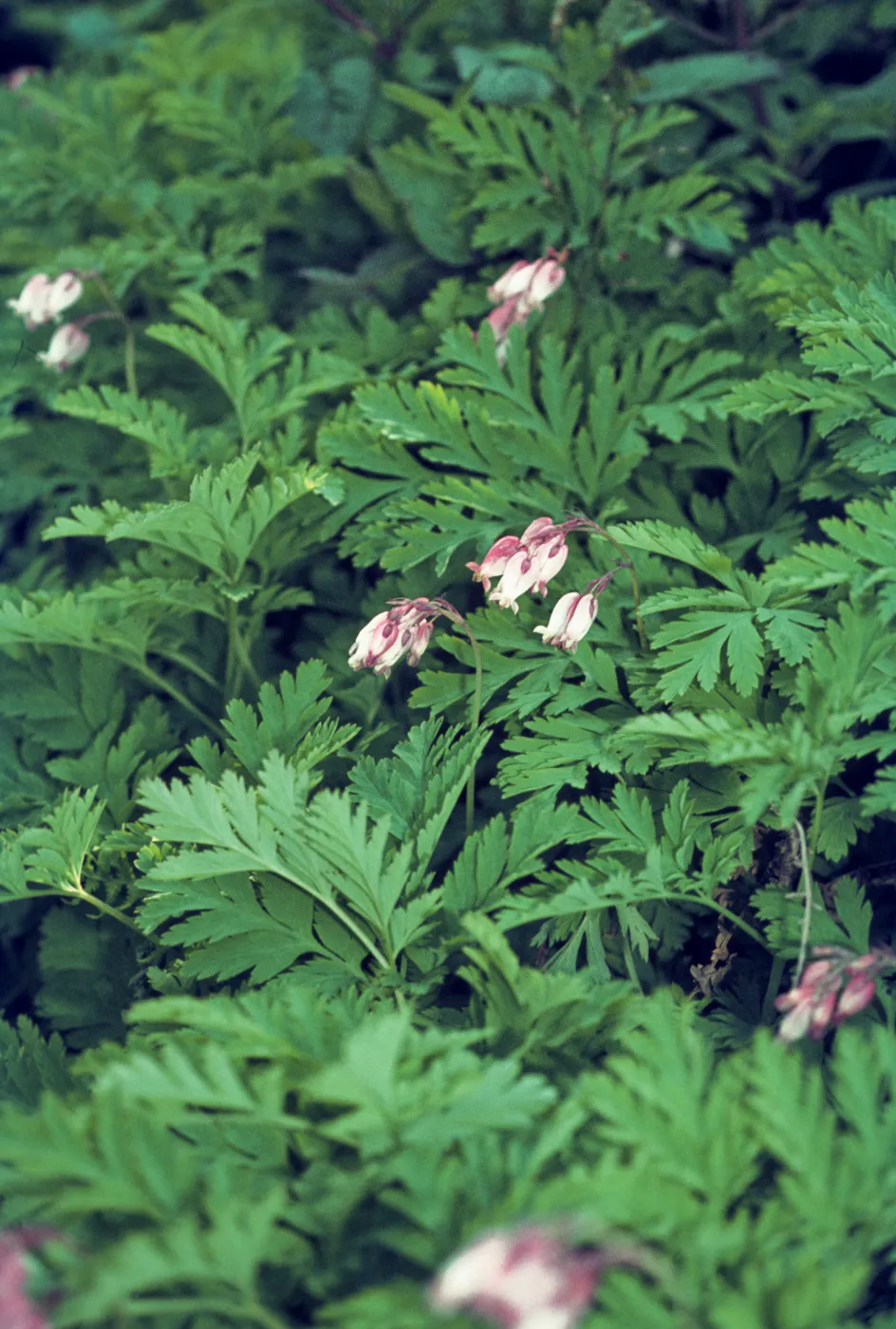 Dicentra formosa