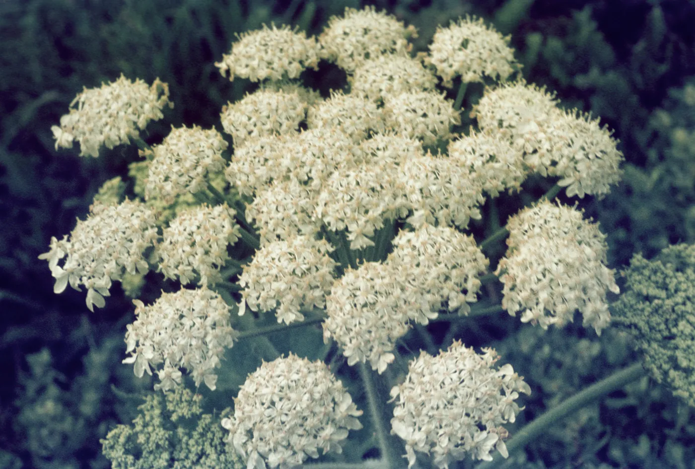 Heracleum lanatum