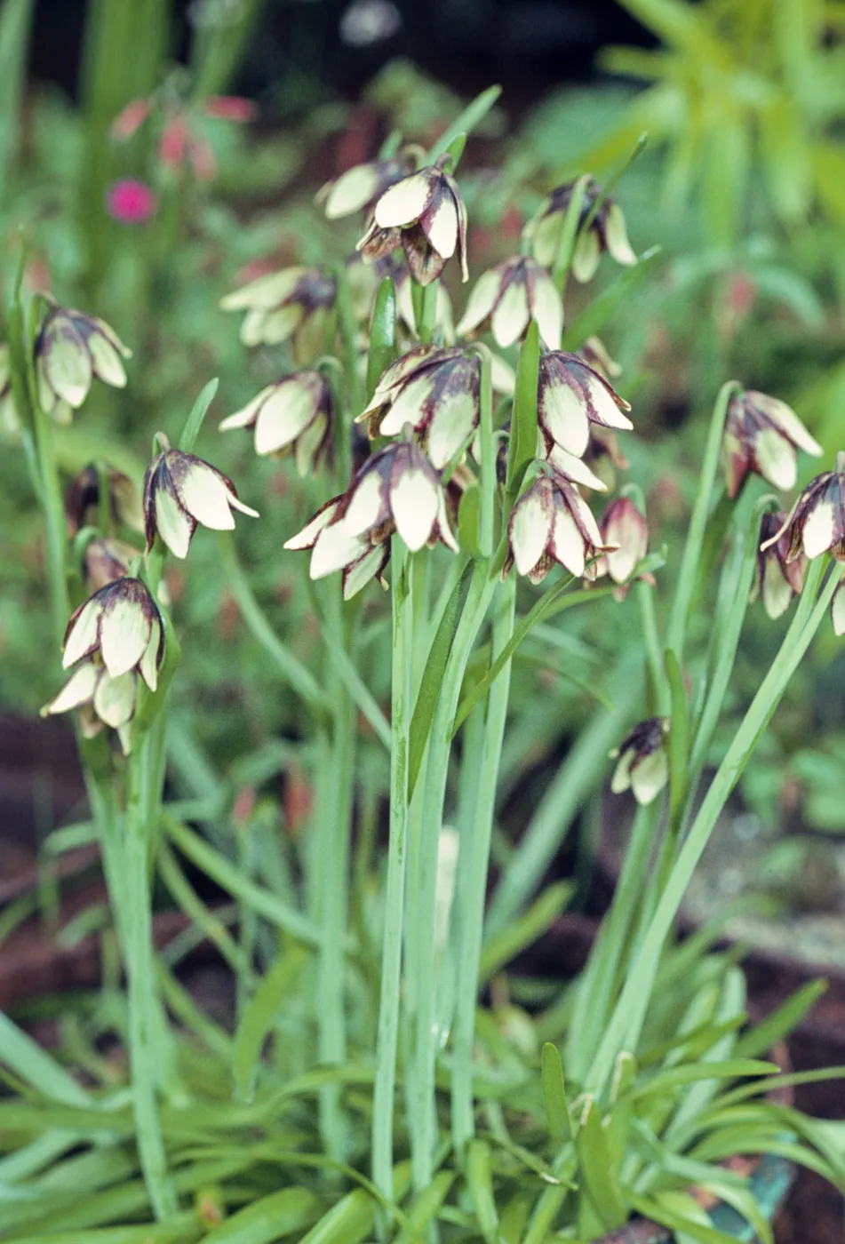 Fritillaria roderickii