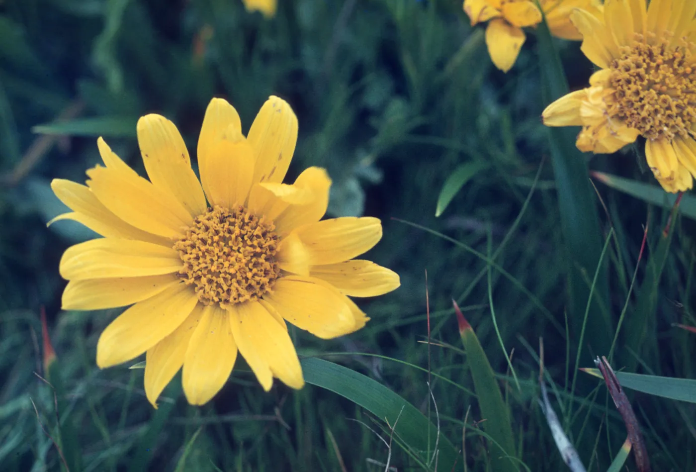 Wyethia angustifolia