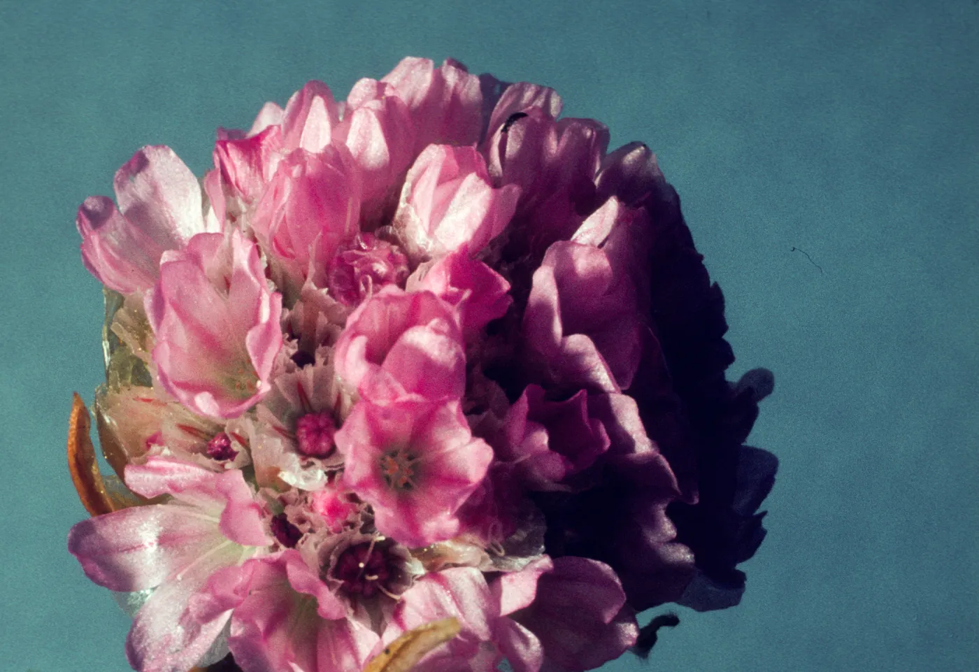 Armeria maritima 