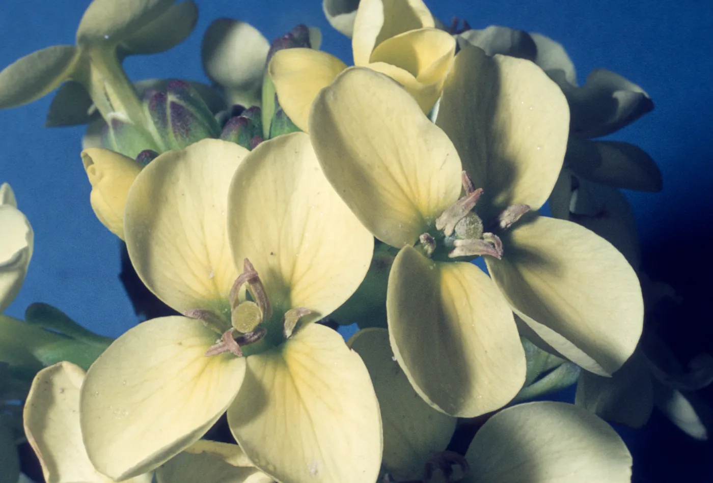 Erysimum 