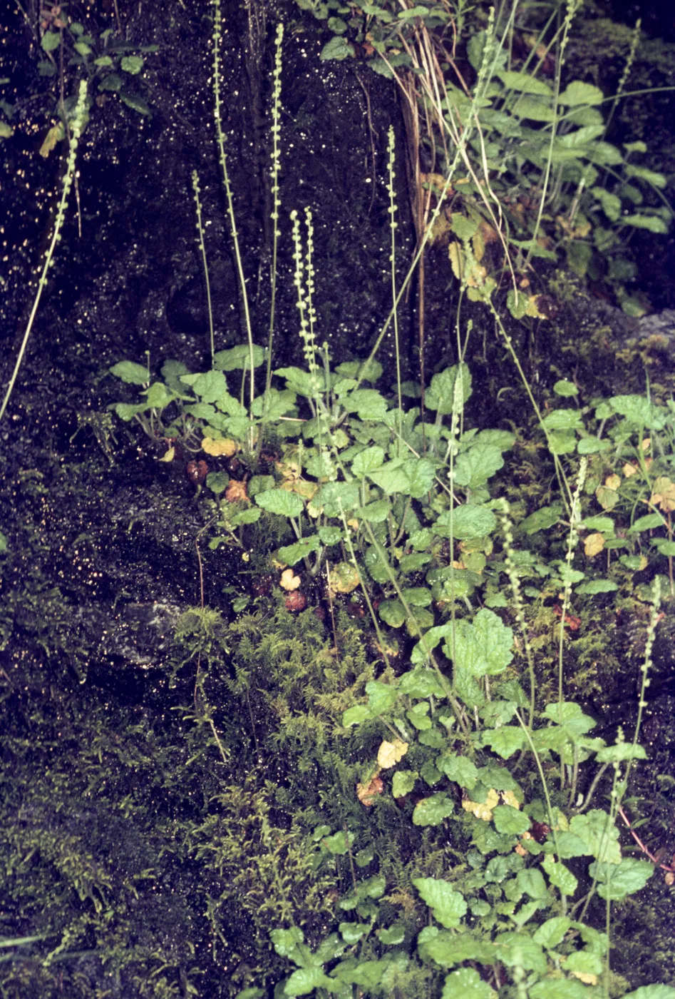Mitella ovalis