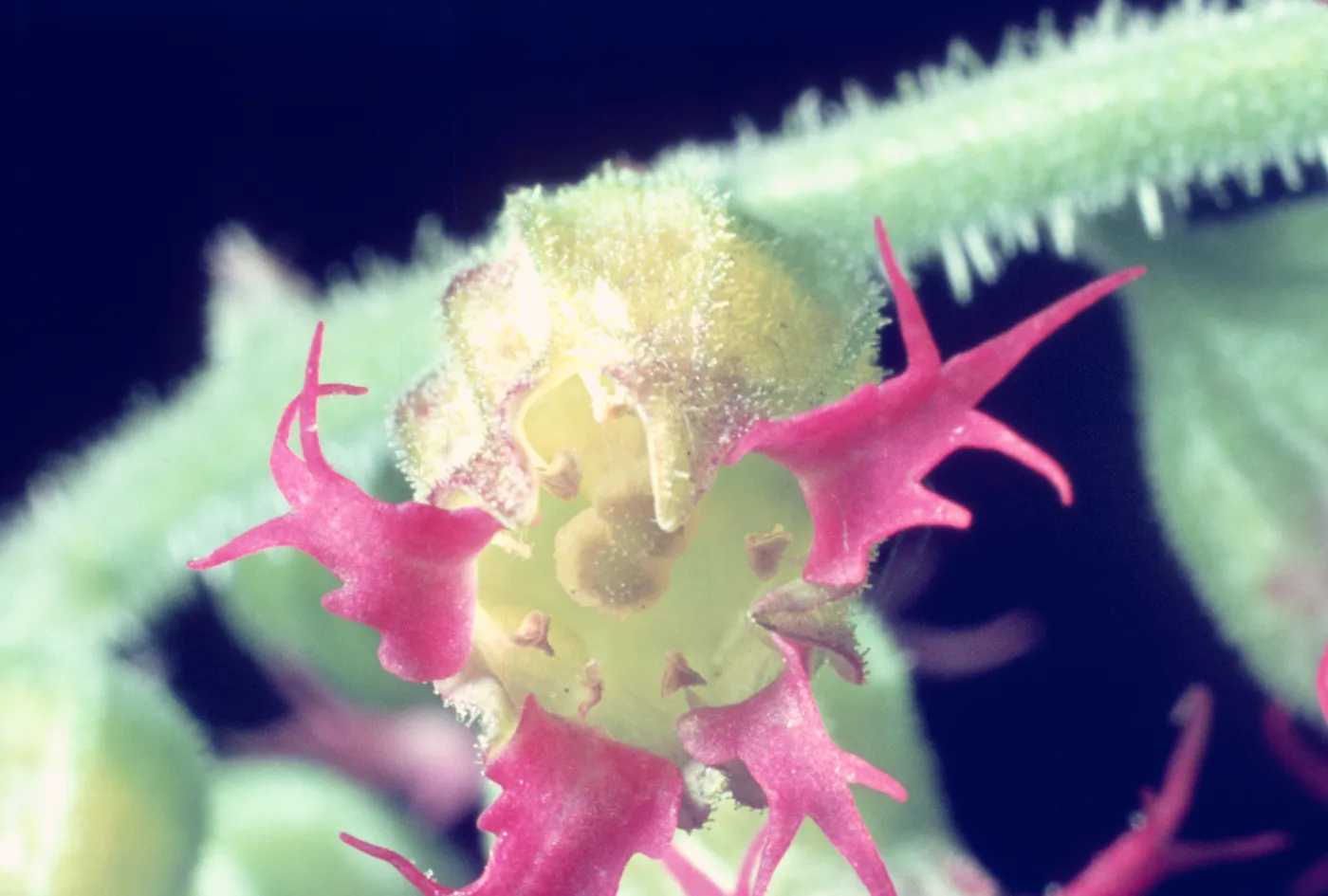 Tellima grandiflora