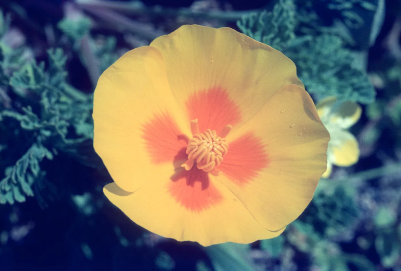 Eschscholzia californica flower, wildflowers on the California Coast Highway 1