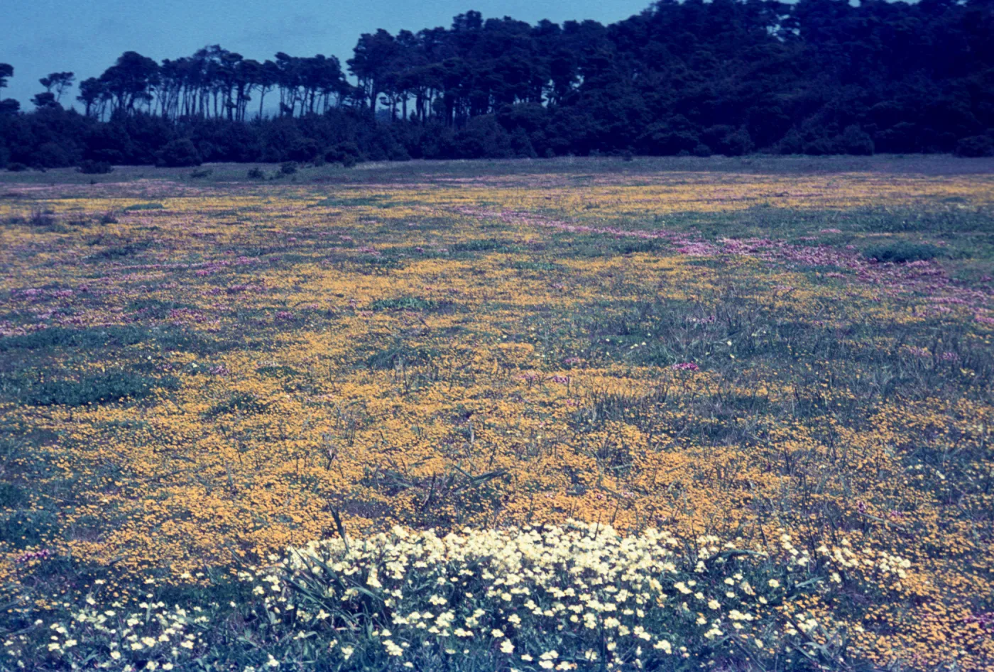 Goldfields and Cream cups