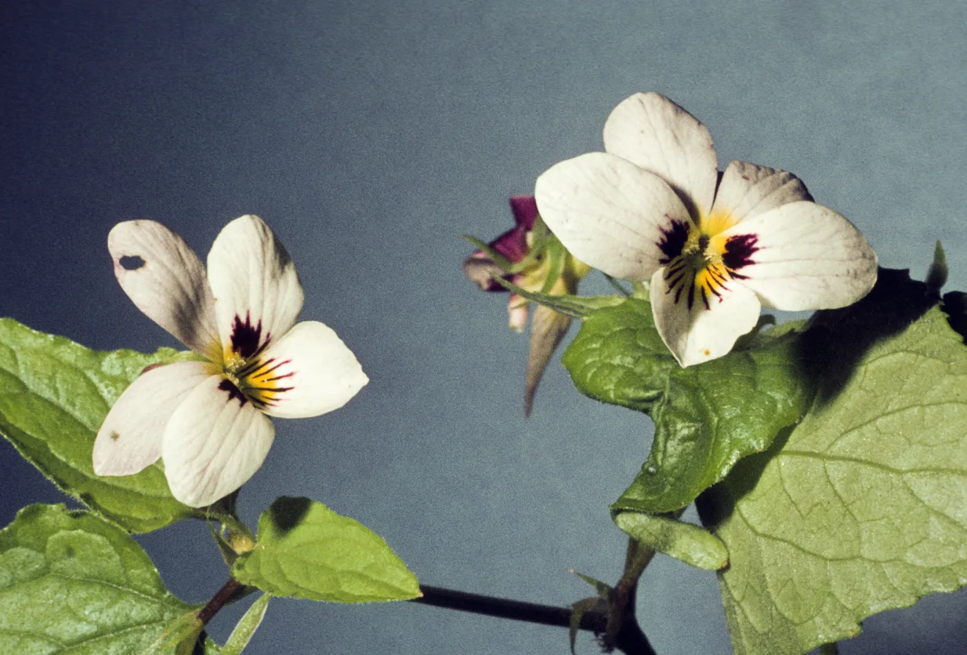 Viola ocillata flowers