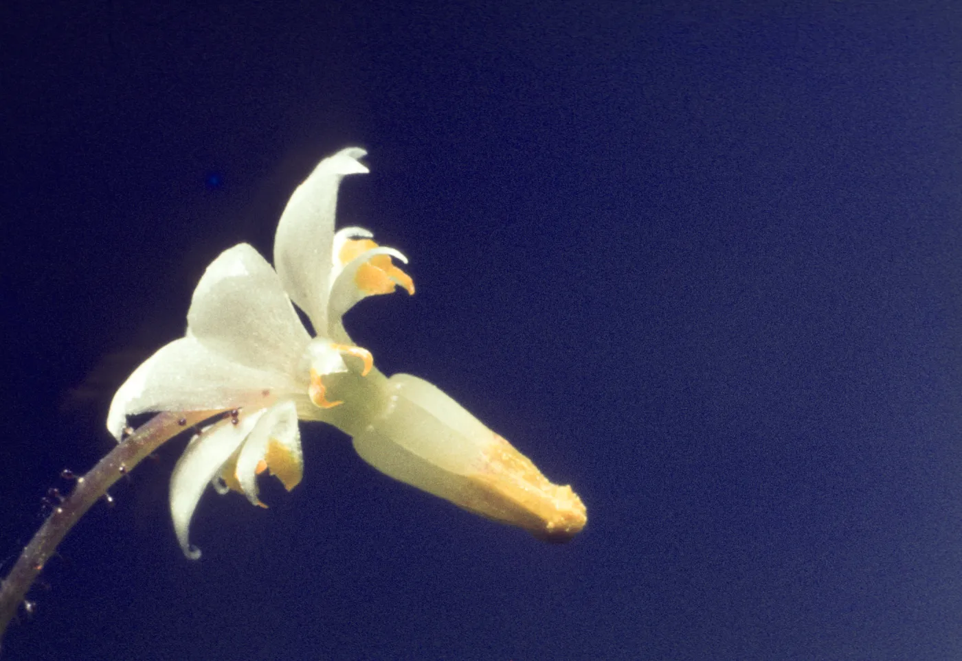 Vancouveria planipetala