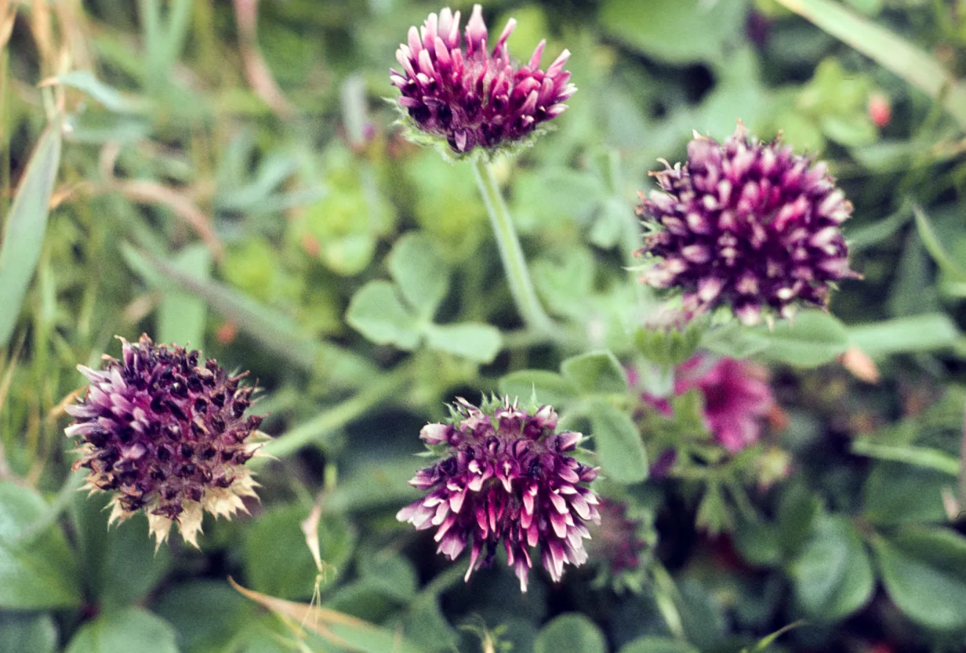 Trifolium inflorescences