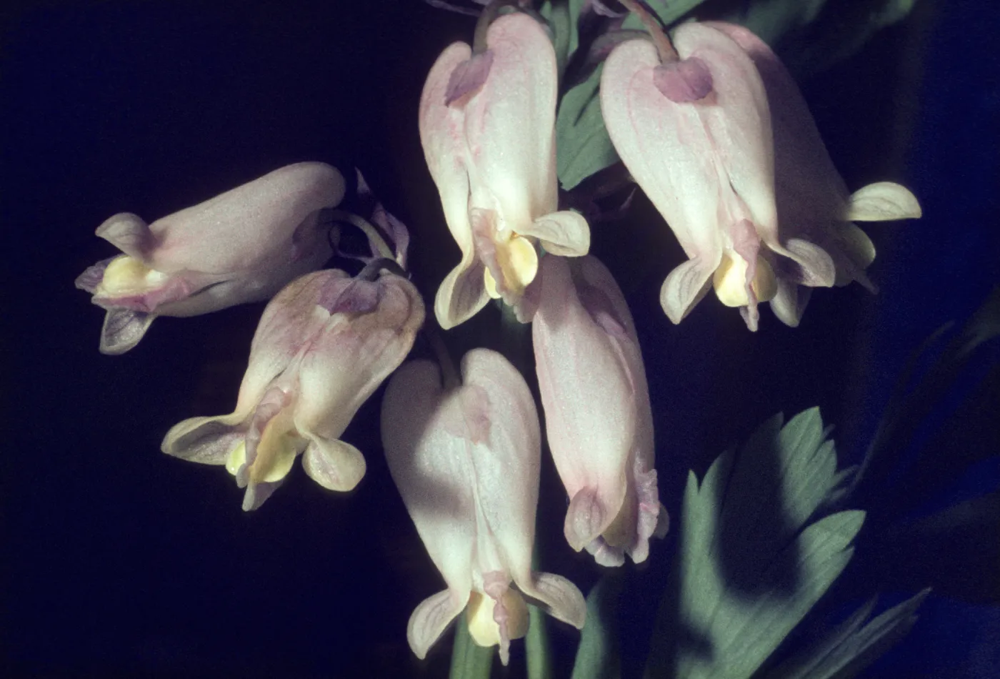 Dicentra formosa