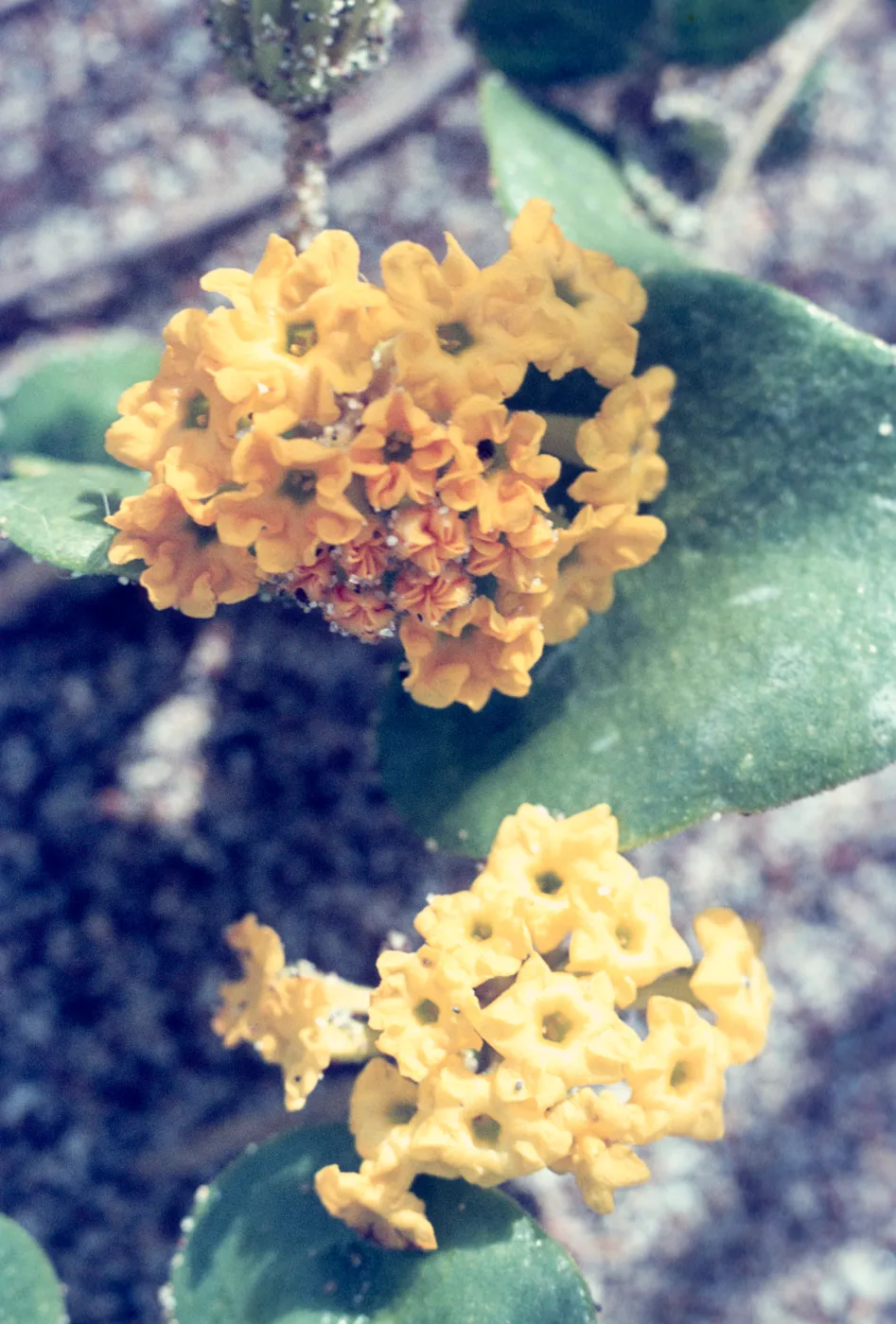 Abronia latifolia