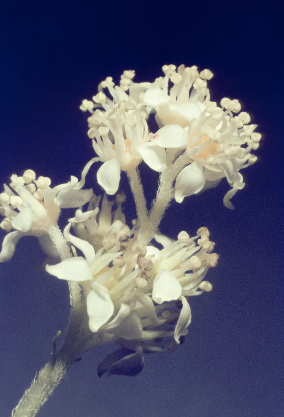 Whipplea modesta 
