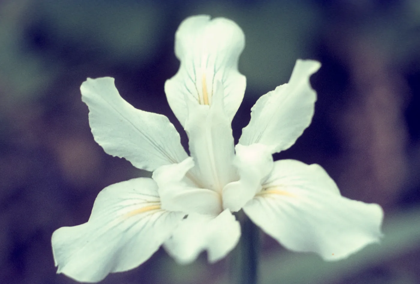 Iris douglasiana