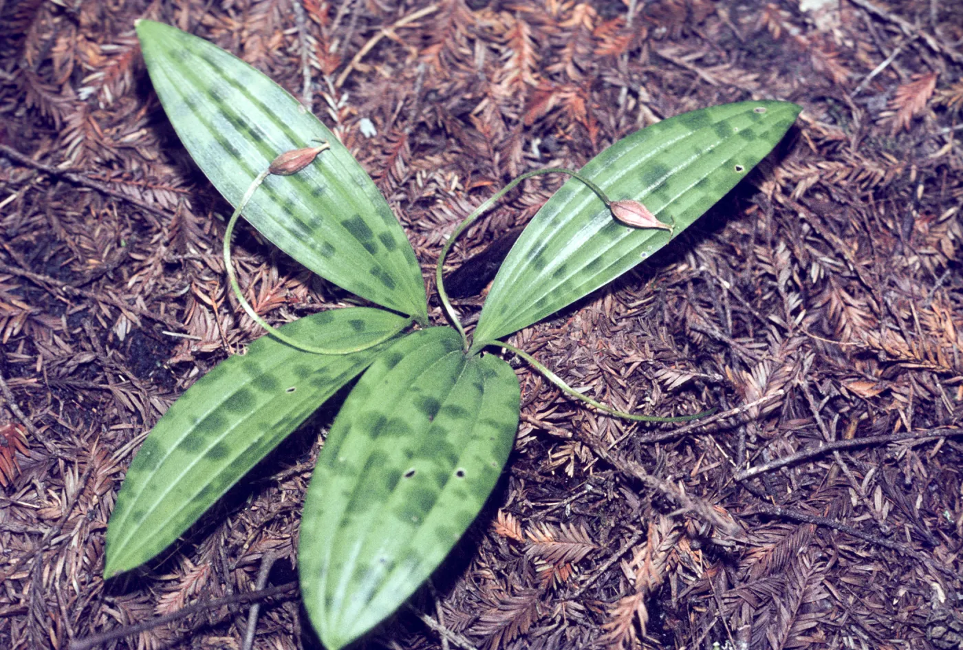 Scoliopus bigelovii