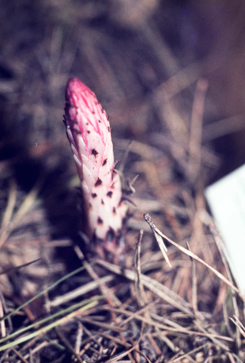 Allotropa virgata