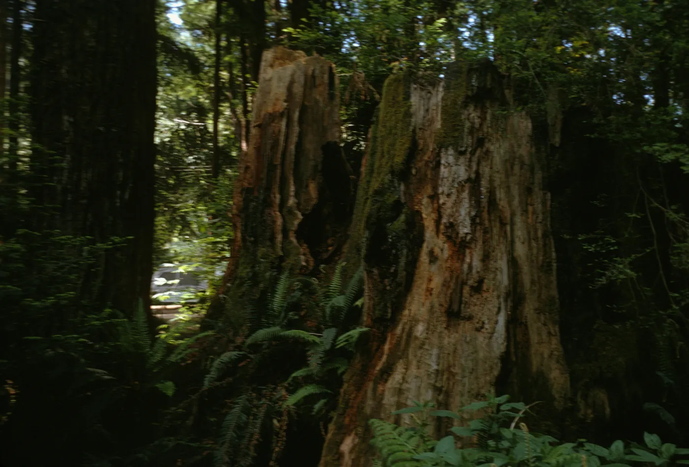 Gualala campgrounds, decaying redwood stump