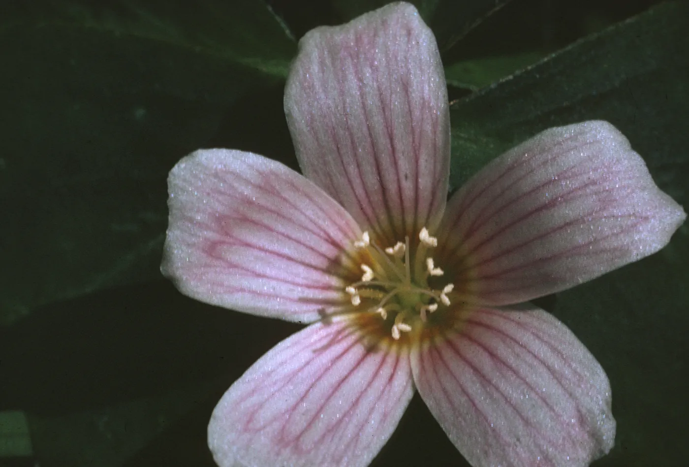 Oxalis oregana