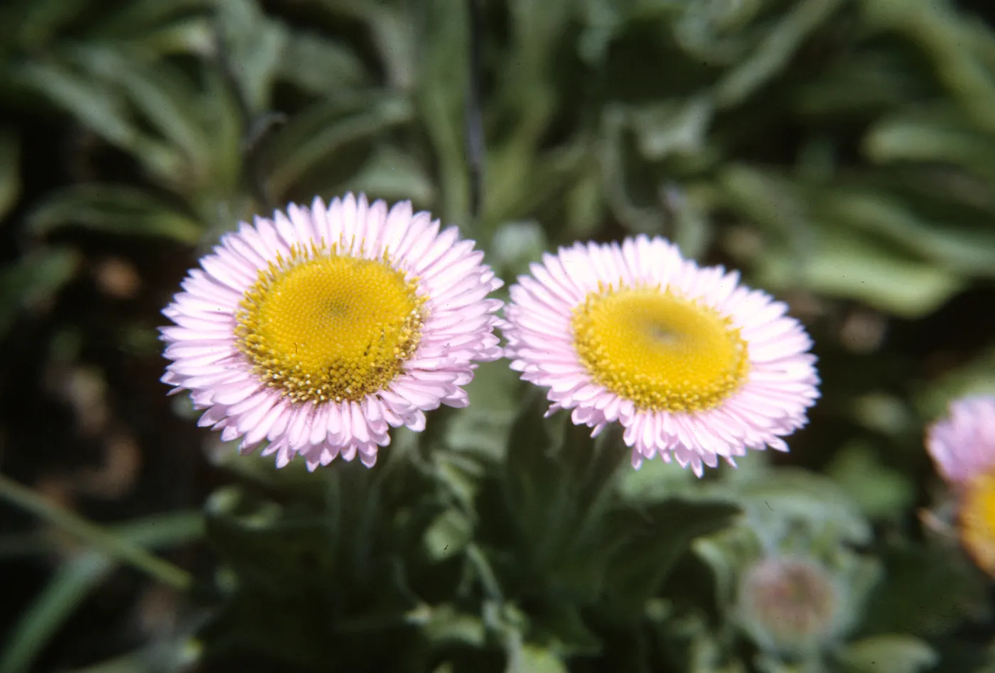 Erigeron glauca 