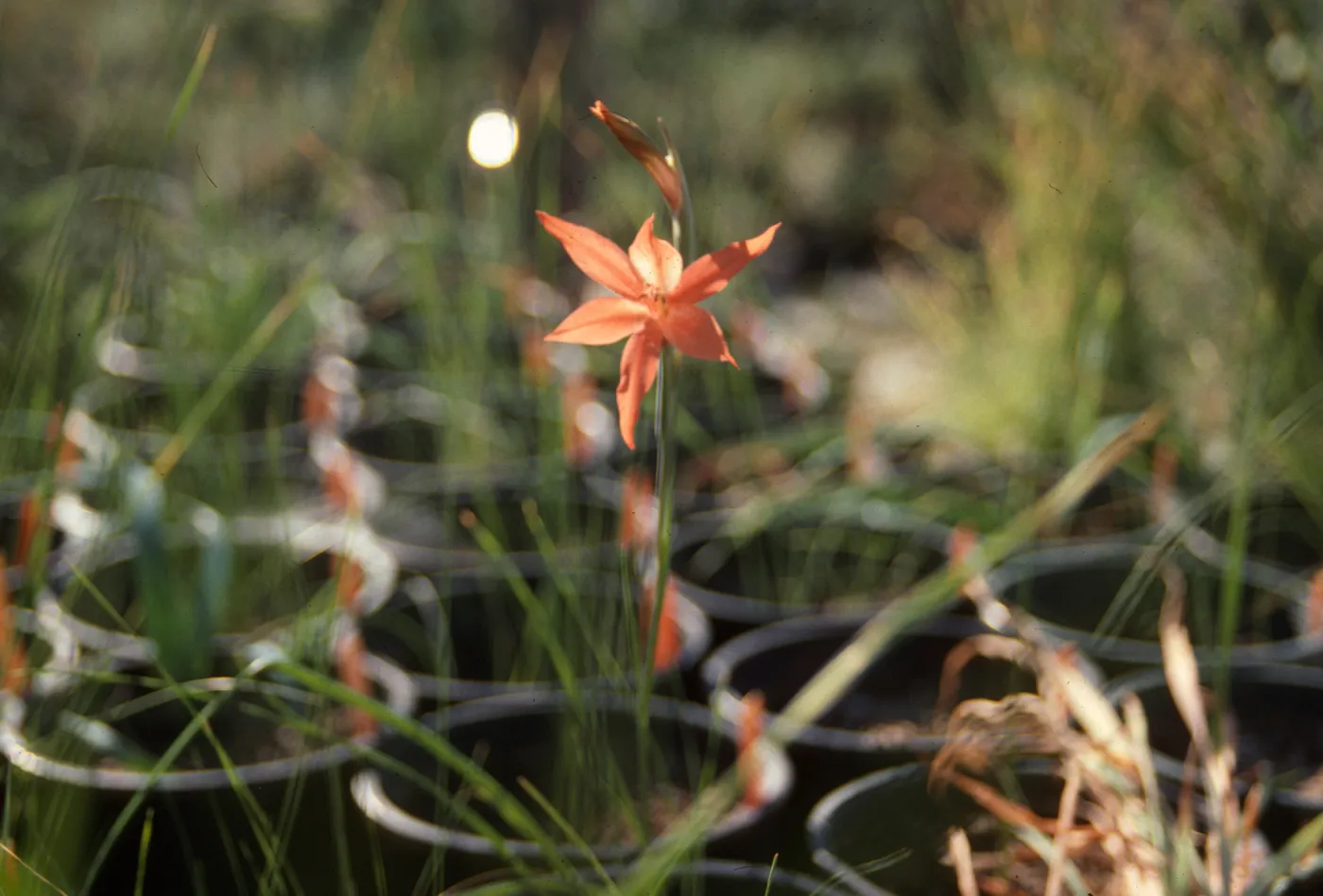 Cultivated Plants, SBBG propagation plants (Dara Emery)