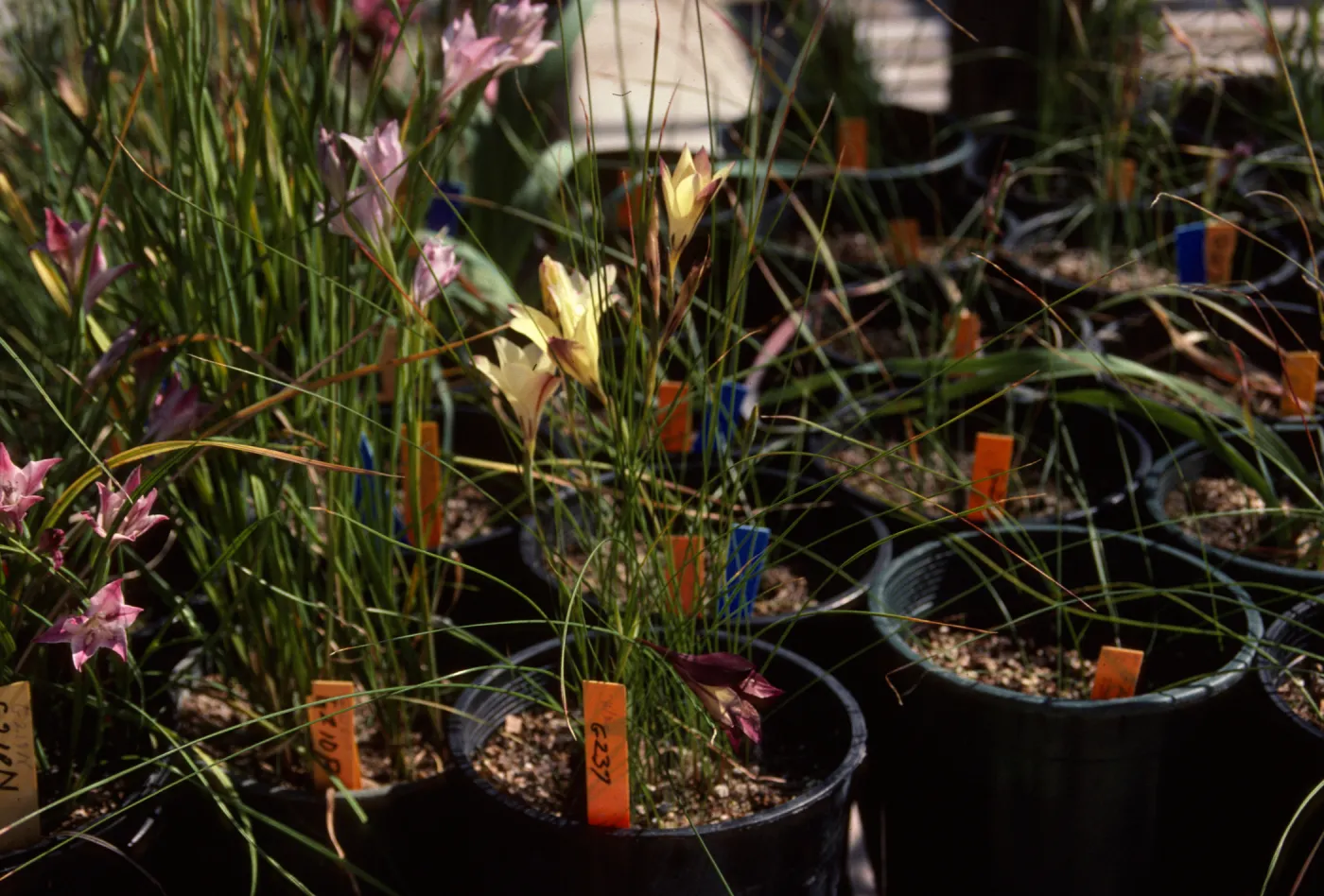 Cultivated Plants, SBBG propagation plants (Dara Emery)