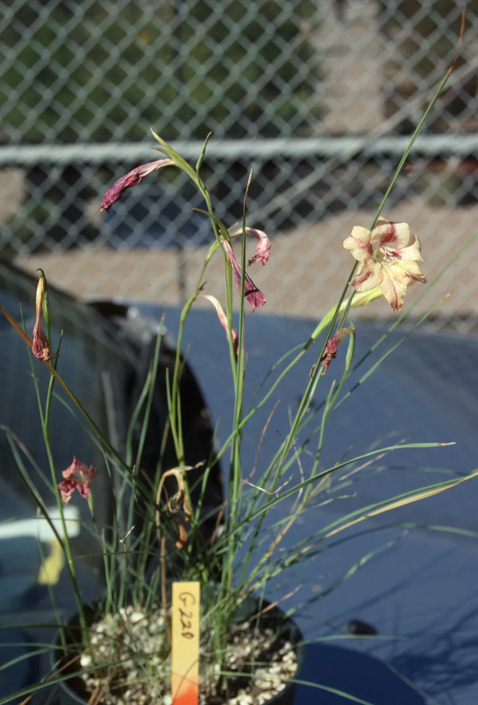 Cultivated Plants, SBBG propagation plants (Dara Emery)