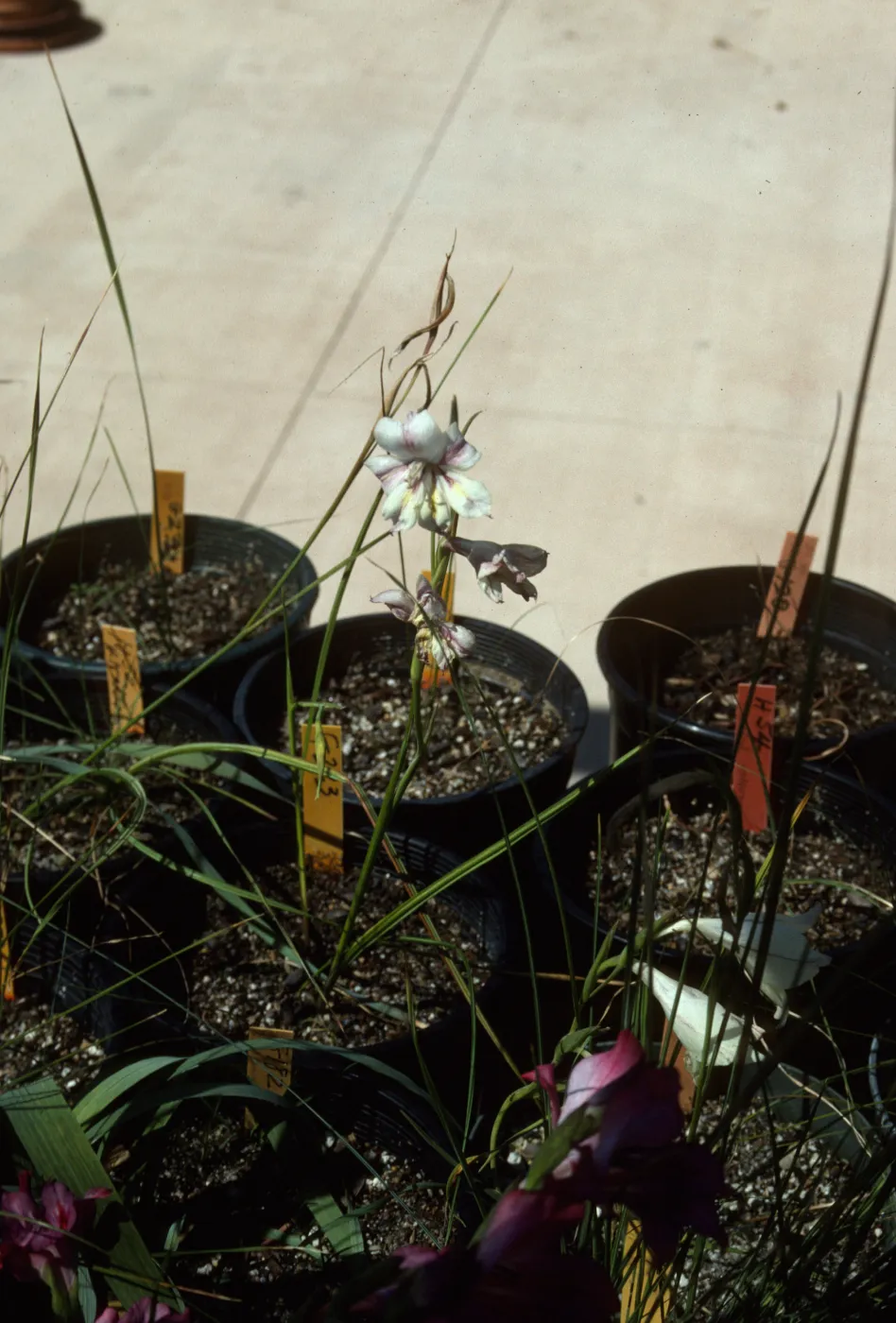 Cultivated Plants, SBBG propagation plants (Dara Emery)