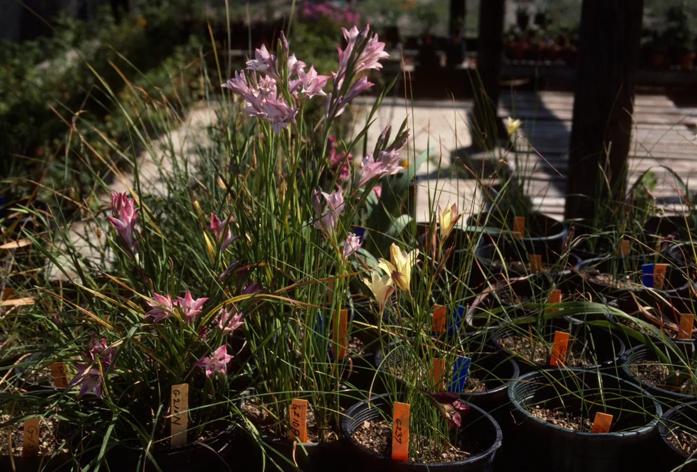 Cultivated Plants, SBBG propagation plants (Dara Emery)