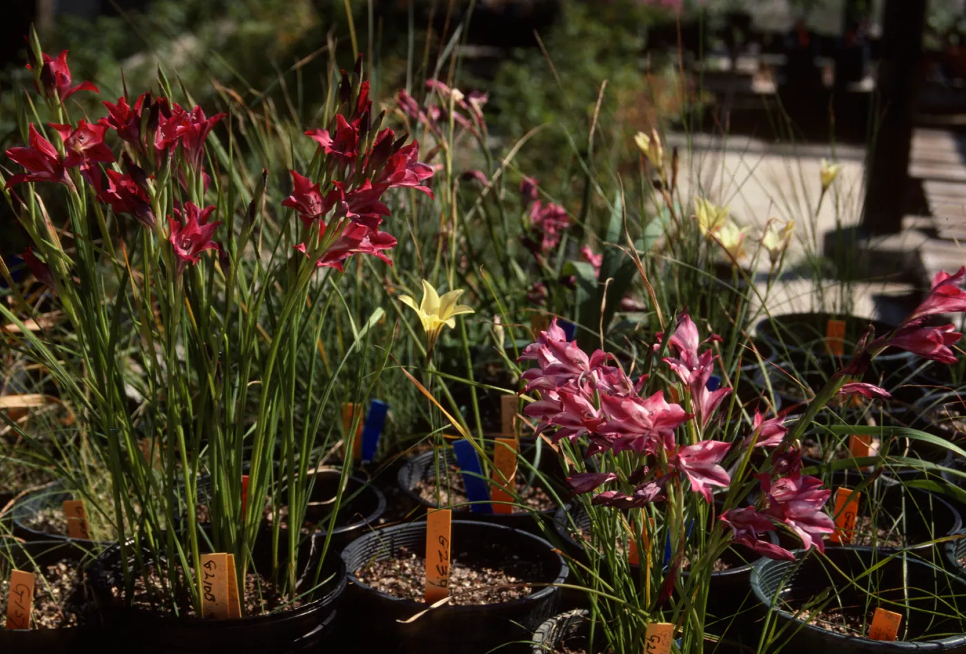 Cultivated Plants, SBBG propagation plants (Dara Emery)
