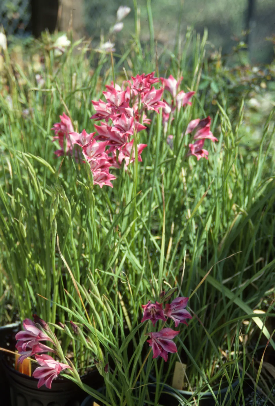 Cultivated Plants, SBBG propagation plants (Dara Emery)