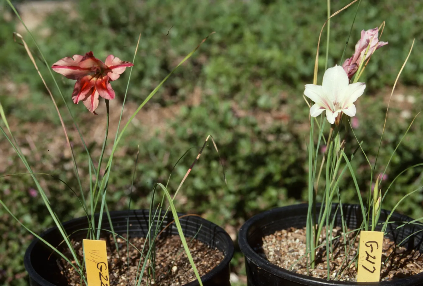 Cultivated Plants, SBBG propagation plants (Dara Emery)