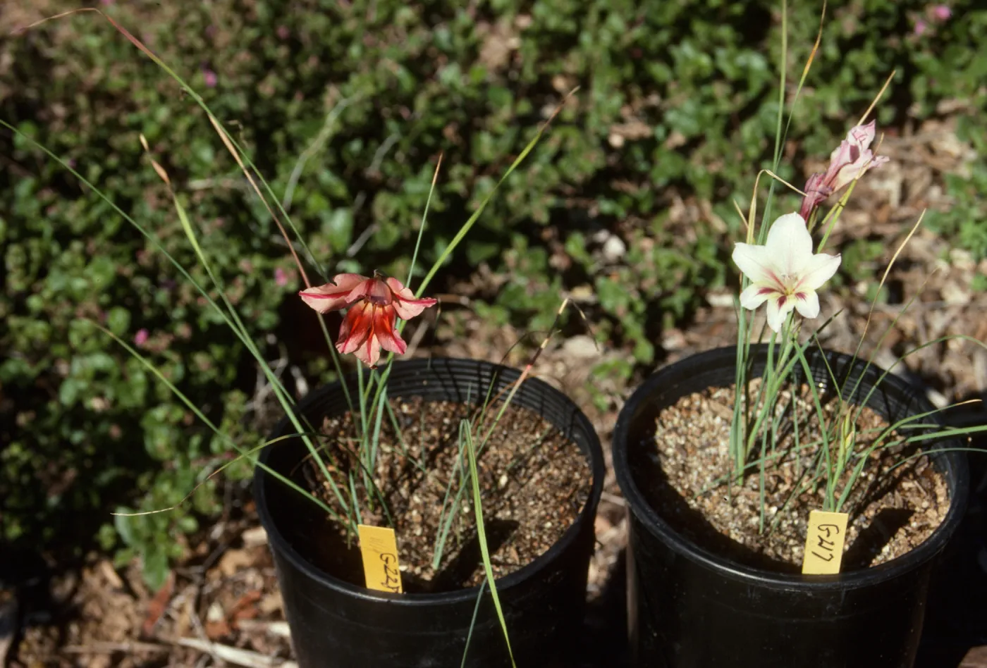 Cultivated Plants, SBBG propagation plants (Dara Emery)