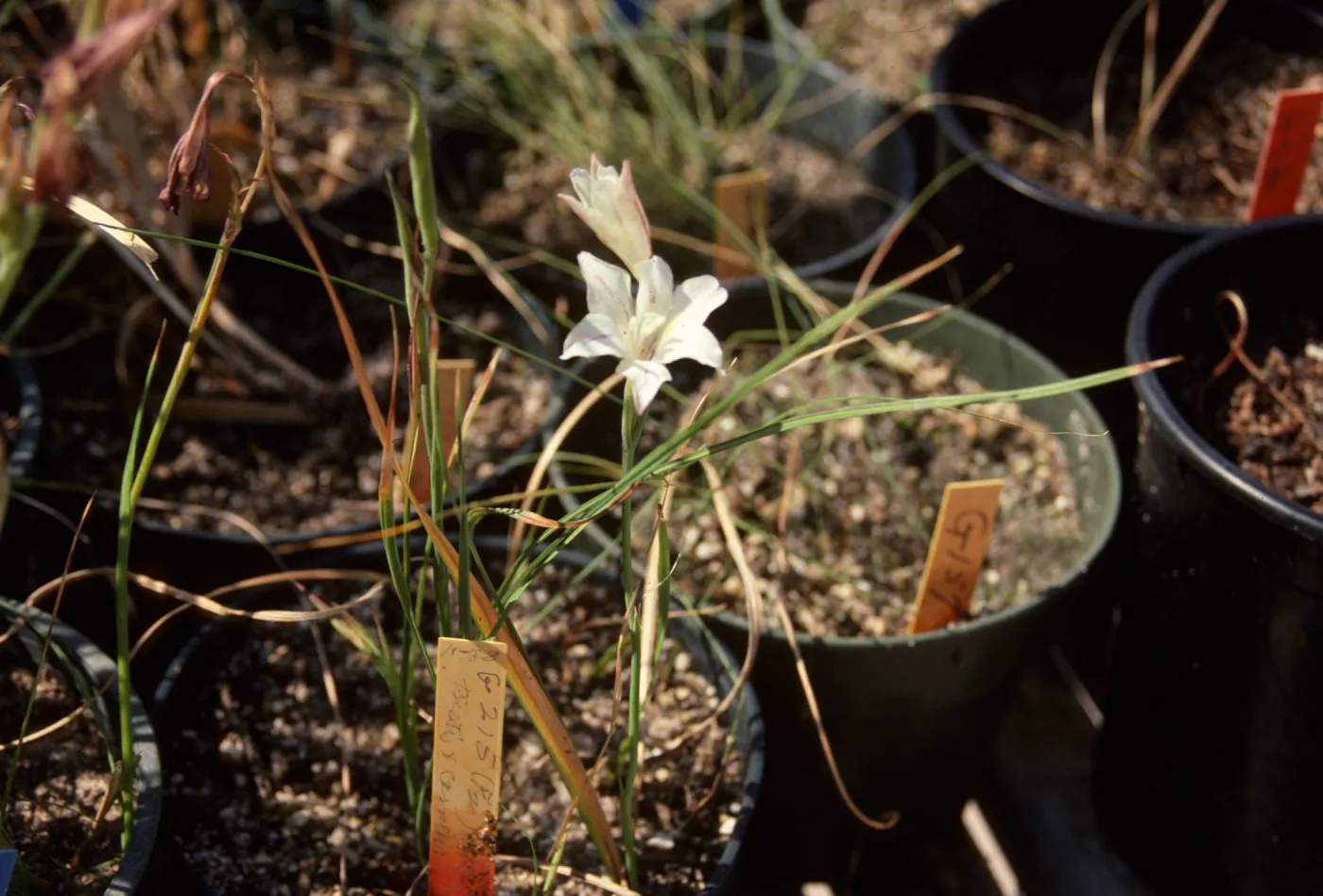 Cultivated Plants, SBBG propagation plants (Dara Emery)