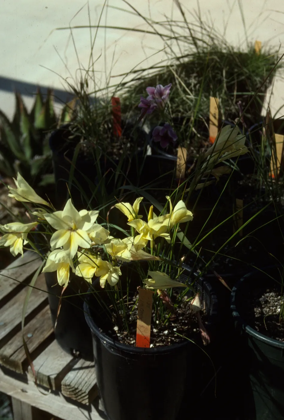 Cultivated Plants, SBBG propagation plants (Dara Emery)