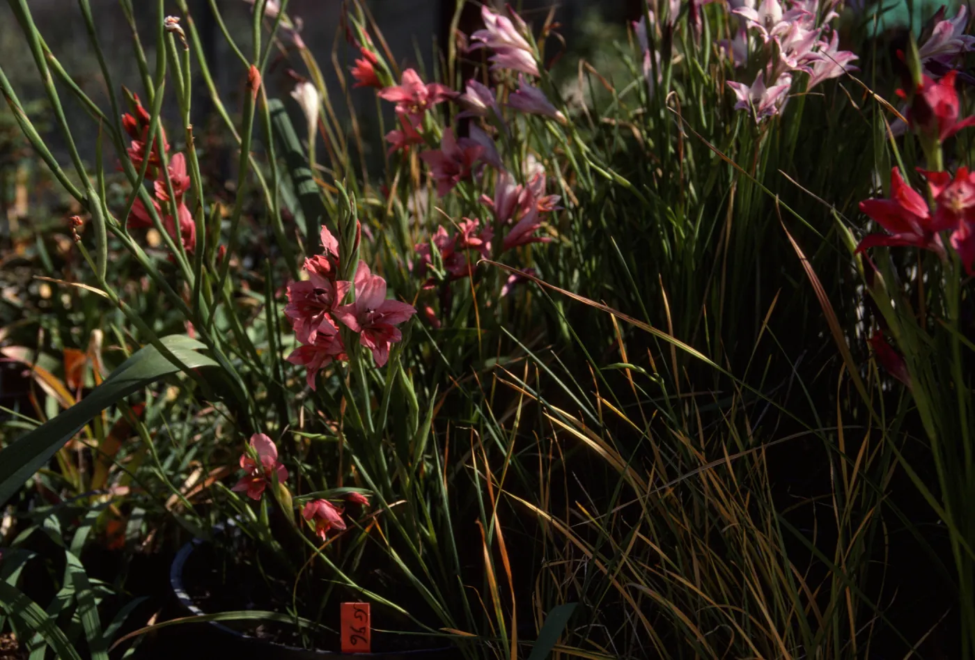Cultivated Plants, SBBG propagation plants (Dara Emery)