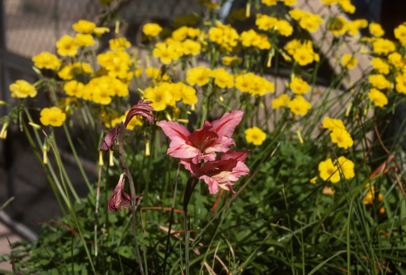 Cultivated Plants, SBBG propagation plants (Dara Emery)