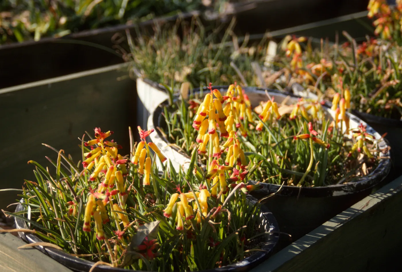 Cultivated Plants, SBBG propagation plants (Dara Emery)
