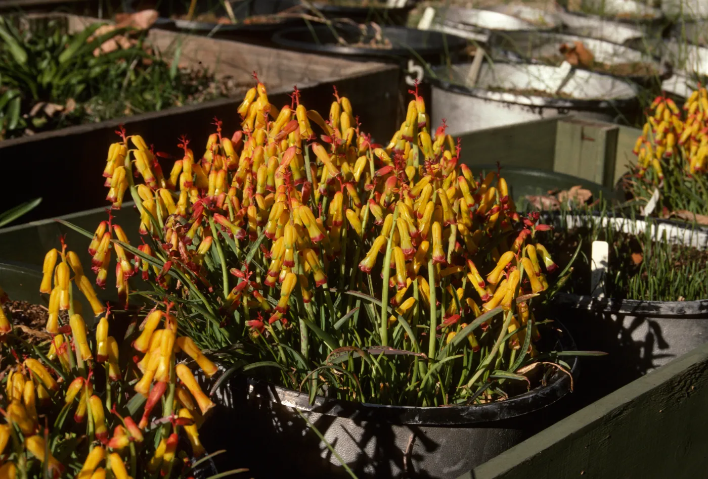 Cultivated Plants, SBBG propagation plants (Dara Emery)