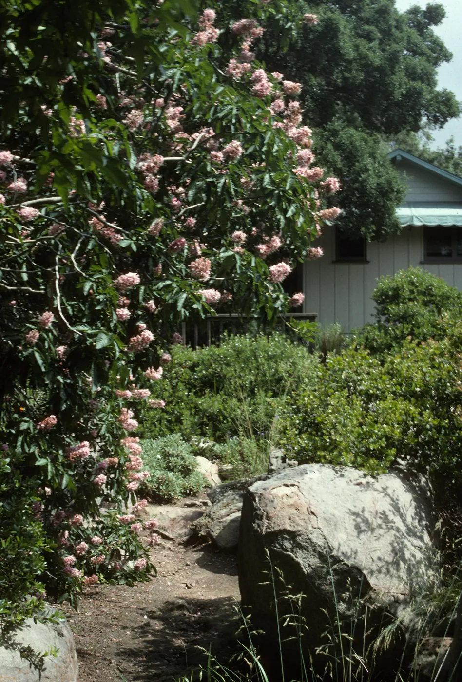 Aesculus 'Canyon Pink', Manzanita Section