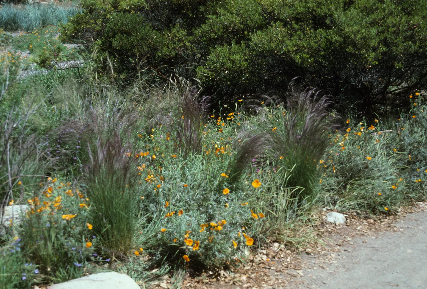 Aristida purpurea, SBBG Meadow