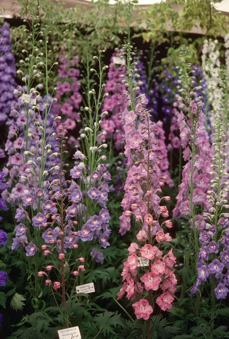 Multiple tall, cone shaped clusters of small pink and purple flowers.
