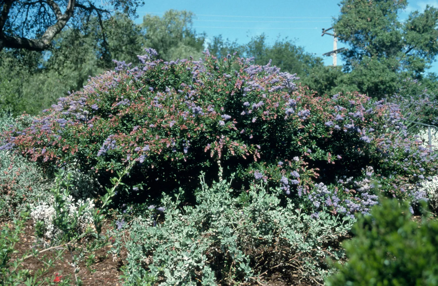 Ceanothus cv. Wheeler Canyon, SBBG cultivar, Plant Introduction Program