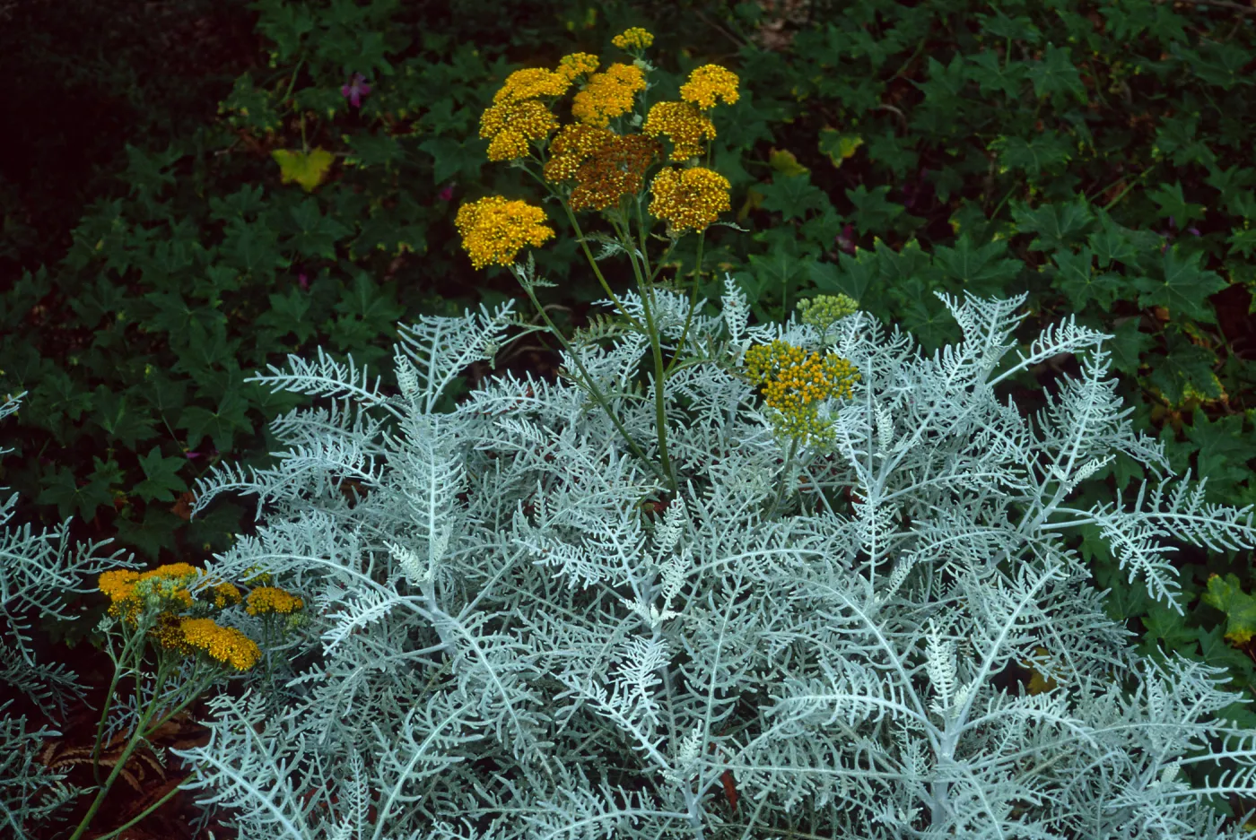 Eriophyllum nevinii cv. Canyon Silver in bloom, SBBG cultivar, Plant Introduction Program