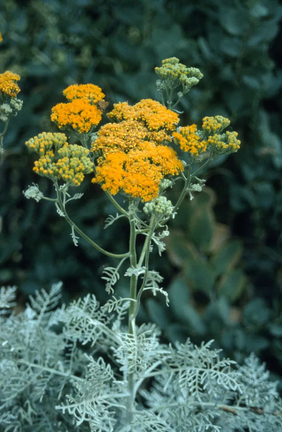 Eriophyllum nevinii cv. Canyon Silver, SBBG cultivar, Plant Introduction Program