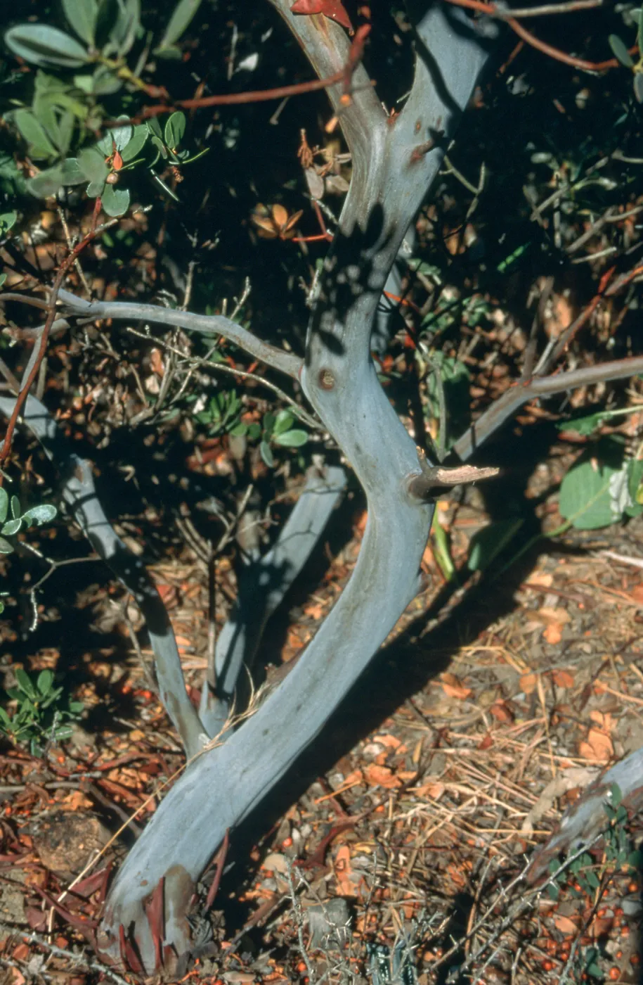 trunk, Arctostaphylos cv. Canyon Sparkles, SBBG Meadow, SBBG cultivar, Plant Introduction Program